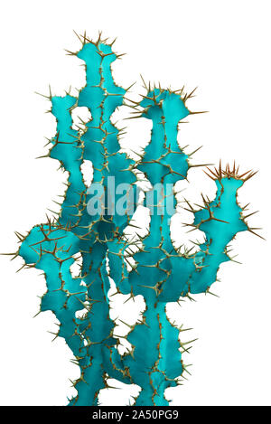 Cactus, Euphorbia grandicornis auf weißem Hintergrund Stockfoto