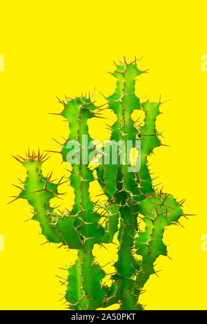 Cactus, Euphorbia grandicornis auf gelbem Hintergrund Stockfoto
