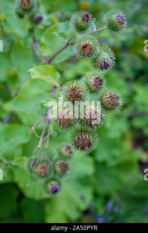 Blüte Große Klette. Arctium lappa Stockfoto