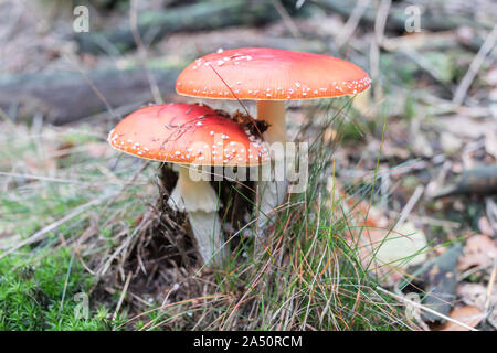 Paar fly Agaric im Wald Stockfoto