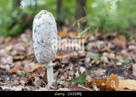 Einzelne Anwälte Perücke in Deutscher Wald Stockfoto