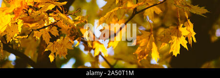Herbstliche Blätter auf einem ahornbaum Nahaufnahme Stockfoto