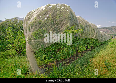 Obst Pflanzenschutz Netze. Stockfoto