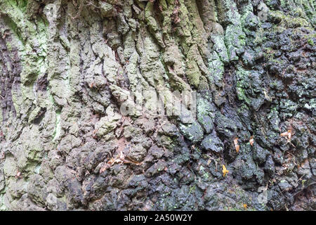 Textur der alte Baum Rinde Stockfoto