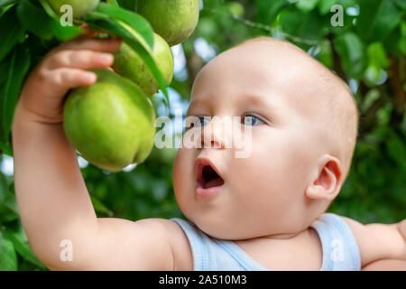 Cute kaukasische Baby Boy herauf frische reife grüne Birne von Baum im Obstgarten in hellen, sonnigen Tag. Lustig Kind beißen lecker Obst und essen möchten, Stockfoto