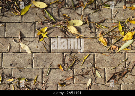 Gelbe trockene Blätter im Herbst liegen auf dem Bürgersteig. City street Rocky Fliesen Granit. Herbst close up Hintergrund. Pflasterung Fliese Grau. Sonnige Wetter top Stockfoto