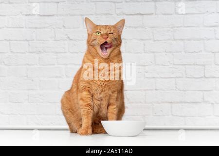 Lustige ginger cat Licking sein Gesicht neben einem weissen Futternapf. Stockfoto