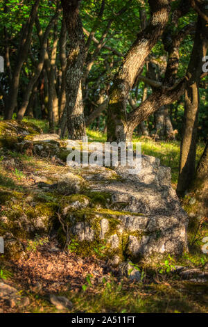 Verträumt Wald im Sonnenlicht im Frühling Stockfoto