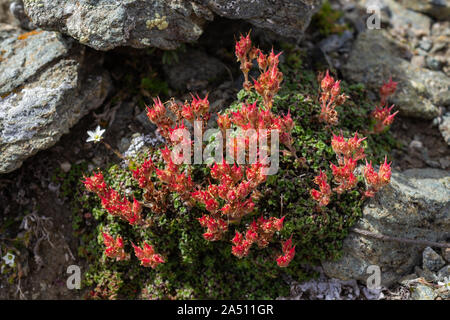 Alpine wilde Blume Saxifraga oppositifolia (lila Steinbrech) am Ende der Blütezeit. Pistils in Frucht entwickelt. Stockfoto