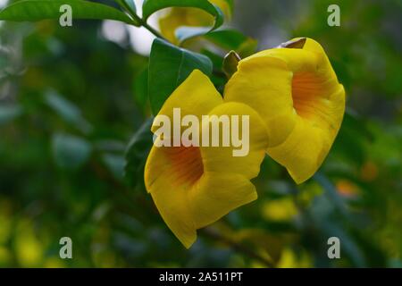 Goldene Trompete auf grünem Hintergrund Stockfoto