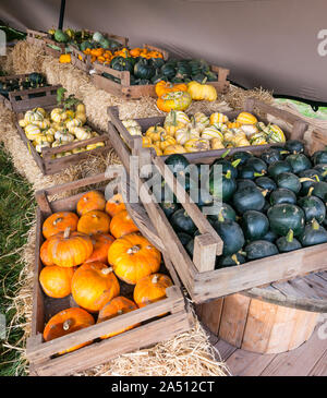 Kilduff Farm, East Lothian, Schottland, Vereinigtes Königreich, 17. Oktober 2019. Pumpkin Patch: Die Abholung Ihrer eigenen Pumpkin Patch mit einer Vielzahl von kulinarischen Kürbisse zum Verkauf Stockfoto