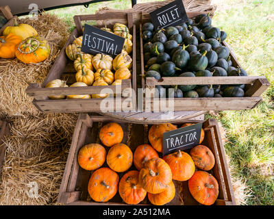 Kilduff Farm, East Lothian, Schottland, Vereinigtes Königreich, 17. Oktober 2019. Pumpkin Patch: Die Abholung Ihrer eigenen Pumpkin Patch mit einer Vielzahl von kulinarischen Kürbisse zum Verkauf, einschließlich Festival, Traktor- & Chr. Kürbisse Stockfoto