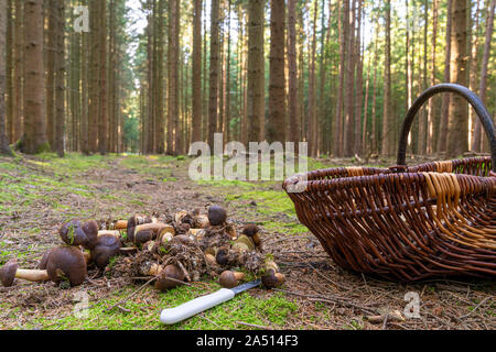 Viele Pilze liegen auf dem Waldboden im Herbst Stockfoto