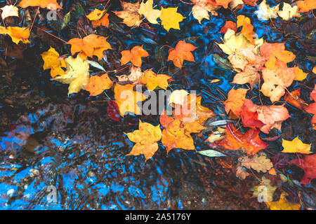 Herbst Blätter in Wasser und regnerischen Wetter Stockfoto