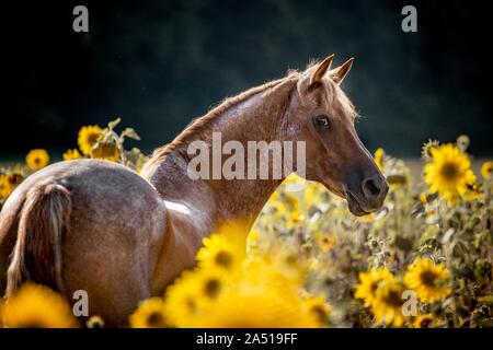 Pony-Cross Arabian-Horse - Porträt Stockfoto