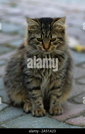 Schöne flauschige Katze sitzt und Suchen umgekippt Stockfoto