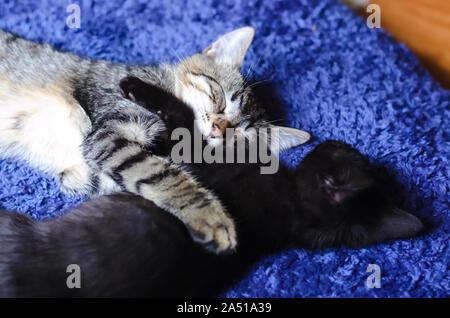 Zwei schöne Kitten einander beim Schlafen auf einem flauschigen Kissen Stockfoto
