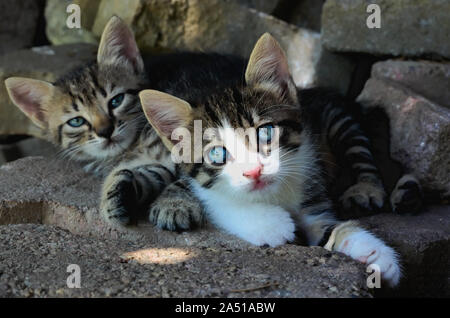 Zwei adorable tabby Kitten zusammen auf dem Boden Stockfoto