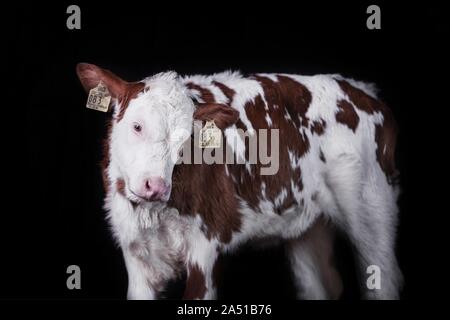 Fleckvieh rind kalb Stockfoto