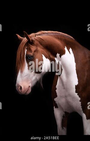 Welsh Pony Portrait Stockfoto