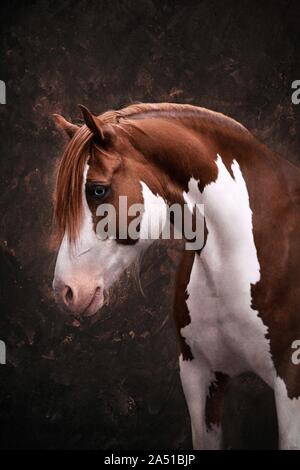 Welsh Pony Portrait Stockfoto