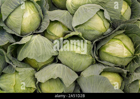 Kohl Hintergrund. Kohl frisch vom Bauernhof. Nahaufnahme makro Blick auf grüne Kohl. Vegetarisches Essen Konzept. Brassica oleracea Stockfoto