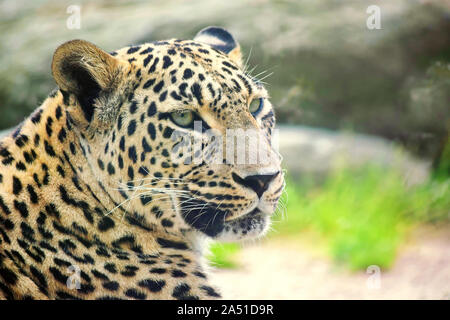 Persischer Leopard Kopf Nahaufnahme Portrait Stockfoto