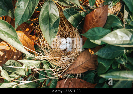Bird's Nest mit Eiern in der schönen Natur. Stockfoto