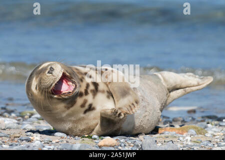 Eine lachende Junge Seehunde (Phoca vitulina) auf einem felsigen Strand in Helgoland, Deutschland Stockfoto