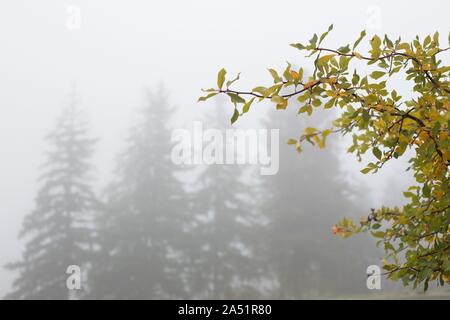 Teil von einem Baum mit Blätter Gelb drehen, und neblig Bäume im Hintergrund auf einem frühen Morgen im Herbst in Oregon, USA. Stockfoto