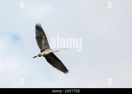 Ein Great Blue Heron fliegt über einem See, während für Lebensmittel an einem sonnigen Sommermorgen suchen. Stockfoto