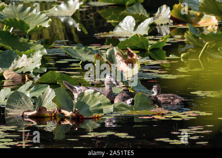 Eine Ente mit Küken schwimmt unter Lily Pads auf einem See in British Columbia. Stockfoto