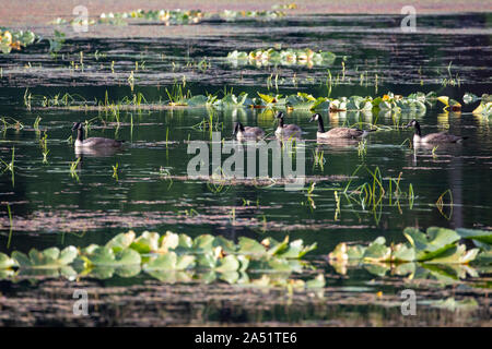 Kanada Gänse schwimmen am See an einem sonnigen Sommermorgen in Pemberton. Stockfoto