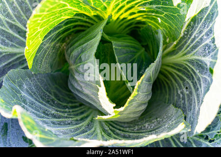 Frosty Kohl während der Ernte an Organic Farm Stockfoto