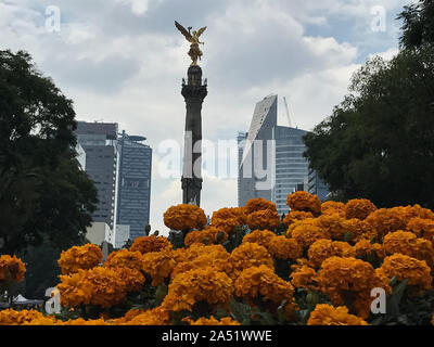 Sammetblume Blumen verzieren die zentrale bürgersteig der Reforma Avenue. Stockfoto