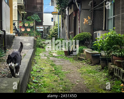 Cat walking in Halle der japanischen Nachbarschaft Stockfoto