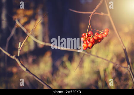 Vogelbeere Grenze verwischt Wald Hintergrund mit kopieren. Getonten Bild mit blauer Schatten Stockfoto