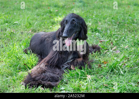 Cute Afghan hound liegt auf einer grünen Gras im Herbst Park. Östlichen Greyhound oder persischer Windhund. Heimtiere. Reinrassigen Hund. Stockfoto