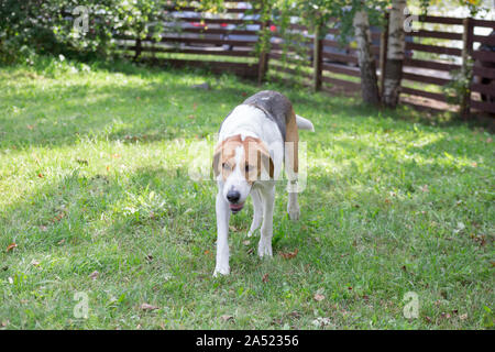 Russische Hund läuft auf einem grünen Gras im Herbst Park. Heimtiere. Reinrassigen Hund. Stockfoto