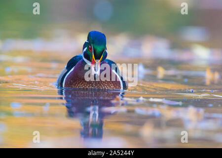 Holz-Enten im Herbst Stockfoto