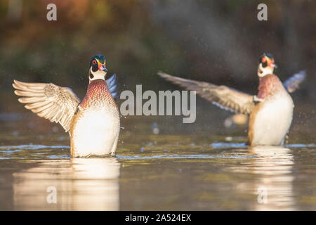 Holz-Enten im Herbst Stockfoto