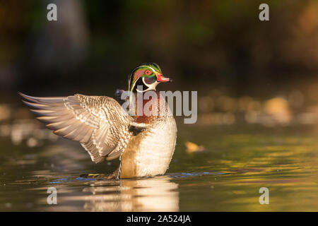 Holz-Enten im Herbst Stockfoto