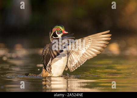 Holz-Enten im Herbst Stockfoto