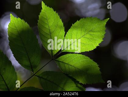 Dappled Sonnenlicht durch grüne Blätter Stockfoto