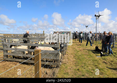 Blackface Schafe an der South Uist & Benbecula Landwirtschaft zeigen, auf den Äußeren Hebriden, Schottland, Großbritannien Stockfoto