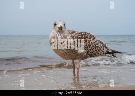 Hering junge Möwe auf dem Sandstrand, in der Nähe Stockfoto