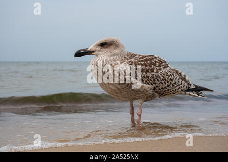 Hering junge Möwe auf dem Sandstrand, in der Nähe Stockfoto