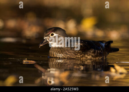 Holz-Enten im Herbst Stockfoto