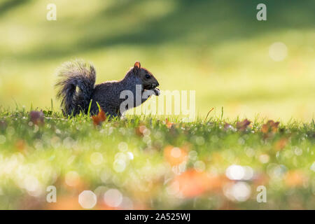 Weibliche östlichen Grauhörnchen Sciurus carolinensis im Herbst Stockfoto