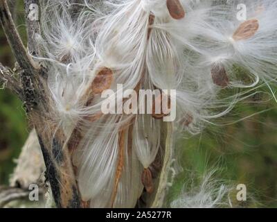 Nahaufnahme des Berstens milkweed Samenkapseln Stockfoto